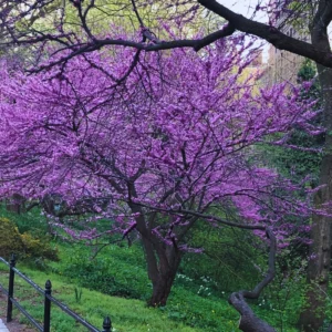 Eastern Redbud Tree Live Plant Quart Pot - Red Bud Tree