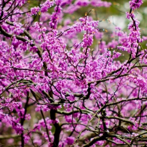 Eastern Redbud Tree Live Plant 6-12 Inches - Red Bud Trees