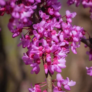 Eastern Redbud Tree Live Plant 6-12 Inches - Red Bud Trees