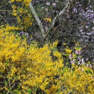 Forsythia Plant Live - Lynwood Gold Bush - Quart Pot - Spring Blooms