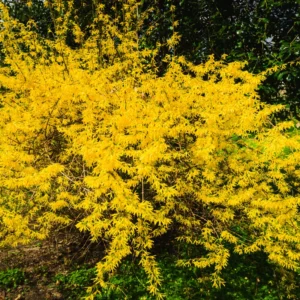 Forsythia Plant Live - Lynwood Gold Bush - Quart Pot - Spring Blooms