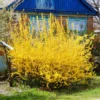 Forsythia Plant Live Lynwood Gold Bush 6-12 Inches Outdoor Gardening Shrub