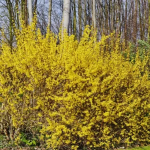 Forsythia Plant Live Lynwood Gold Bush 6-12 Inches Outdoor Gardening Shrub