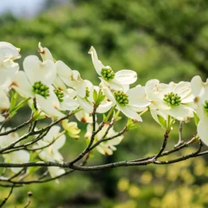 White Dogwood Tree Live Plant - Flowering Dogwood 6-12 Inches