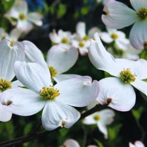 White Dogwood Tree Live Plant - Flowering Dogwood 6-12 Inches
