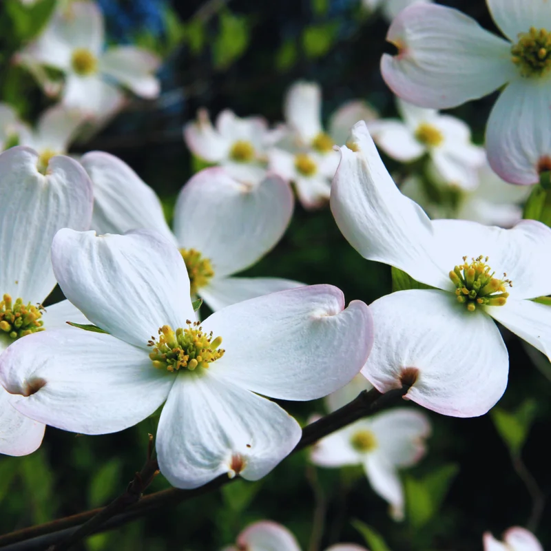 White Dogwood Tree Live Plant - Flowering Dogwood 6-12 Inches