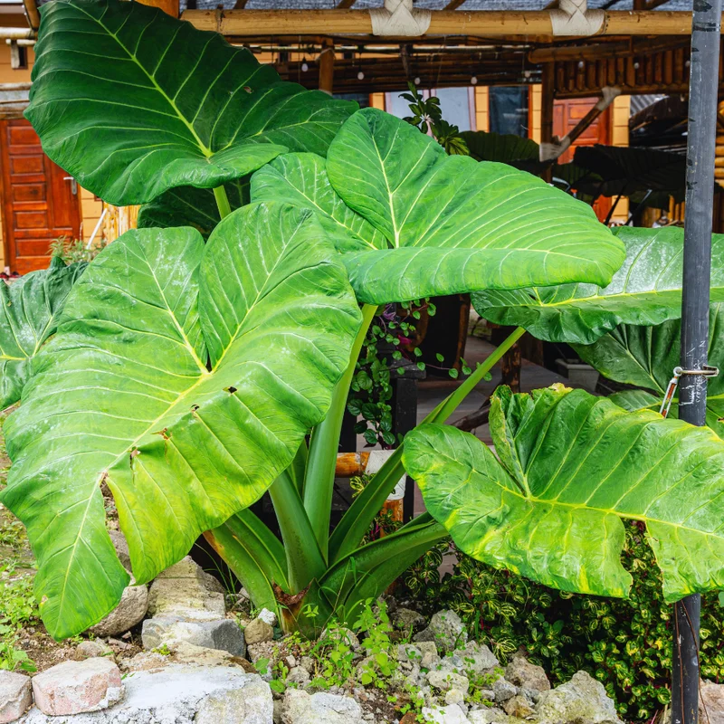 Giant Green Alocasia Live Plants 2 Pack - Indoor House Plant 3-5 Inches