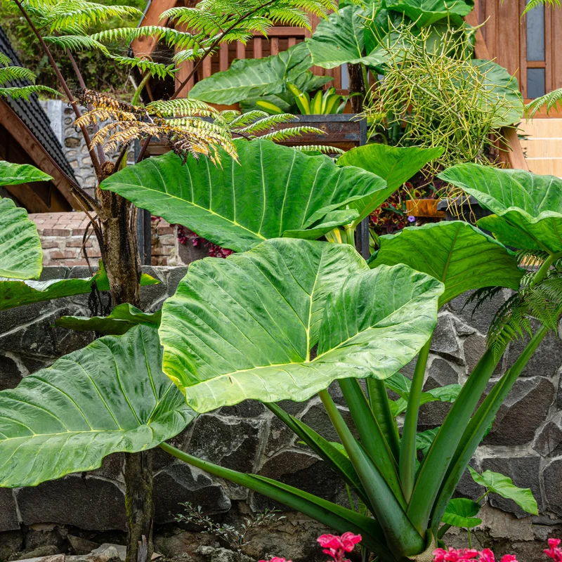 Giant Green Alocasia Live Plants 2 Pack - Indoor House Plant 3-5 Inches