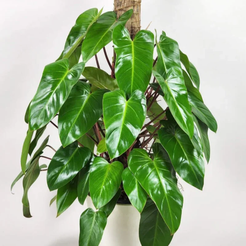 2 Rare Philodendron Live Plants Varieties Collection, Philodendron Plants Size 5-9 Inc for Indoor Houseplant Décor, Ornamental Tropical Well-rooted