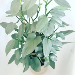 2 Rare Philodendron Live Plants Varieties Collection, Philodendron Plants Size 5-9 Inc for Indoor Houseplant Décor, Ornamental Tropical Well-rooted