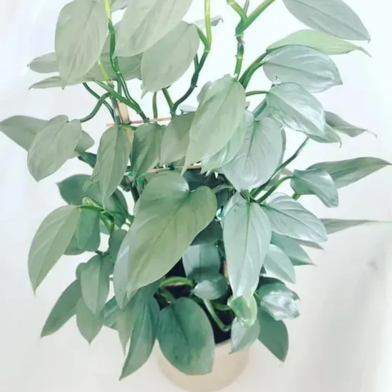 2 Rare Philodendron Live Plants Varieties Collection, Philodendron Plants Size 5-9 Inc for Indoor Houseplant Décor, Ornamental Tropical Well-rooted