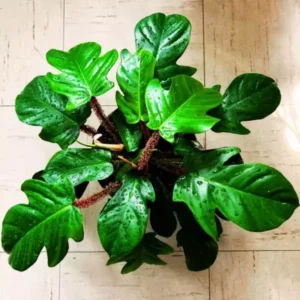 2 Rare Philodendron Live Plants Varieties Collection, Philodendron Plants Size 5-9 Inc for Indoor Houseplant Décor, Ornamental Tropical Well-rooted