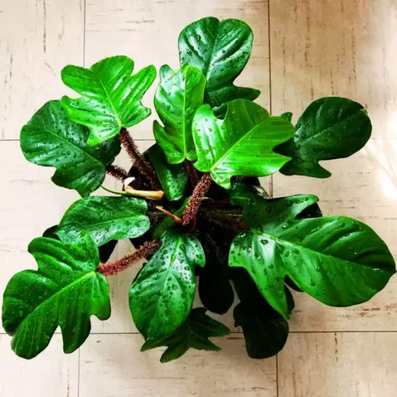 2 Rare Philodendron Live Plants Varieties Collection, Philodendron Plants Size 5-9 Inc for Indoor Houseplant Décor, Ornamental Tropical Well-rooted