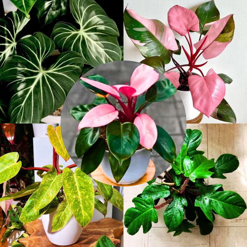 2 Rare Philodendron Live Plants Varieties Collection, Philodendron Plants Size 5-9 Inc for Indoor Houseplant Décor, Ornamental Tropical Well-rooted