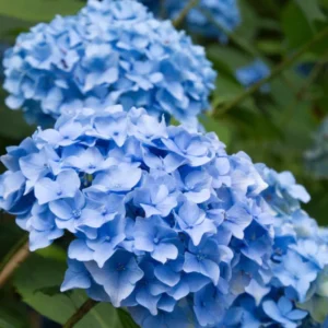 Hydrangea Plant Bush Shrub - Garden Ready Potted Plant