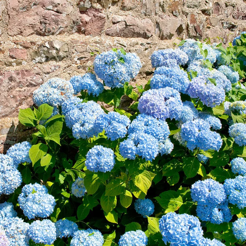 Live Hydrangea Plant - Potted Hydrangea - Garden Ready