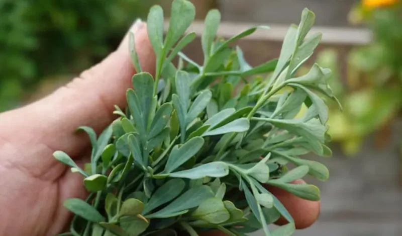 Rue herb, rue Ruda Plants