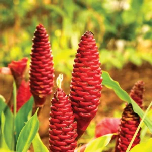 Zingiber Zerumbet Shampoo Ginger Roots - 10 Pack - Awapuhi Hawaiian Ginger Rhizomes