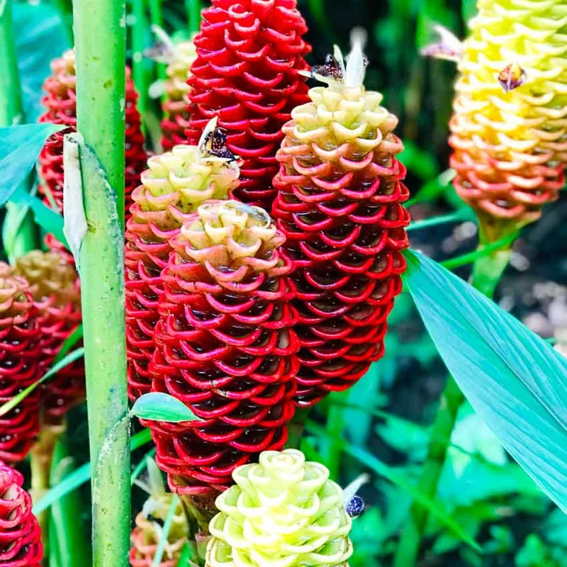 Zingiber Zerumbet Shampoo Ginger Roots - 10 Pack - Awapuhi Hawaiian Ginger Rhizomes