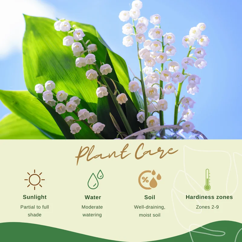 Lily of The Valley Bulbs - 10 White Fragrant Flower Roots Perennial Plants
