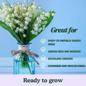 Lily of The Valley Bulbs - 10 White Fragrant Flower Roots Perennial Plants