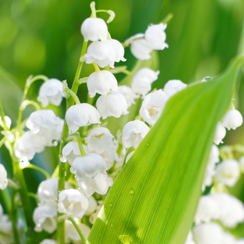 Lily of The Valley Bulbs - 10 White Fragrant Flower Roots Perennial Plants