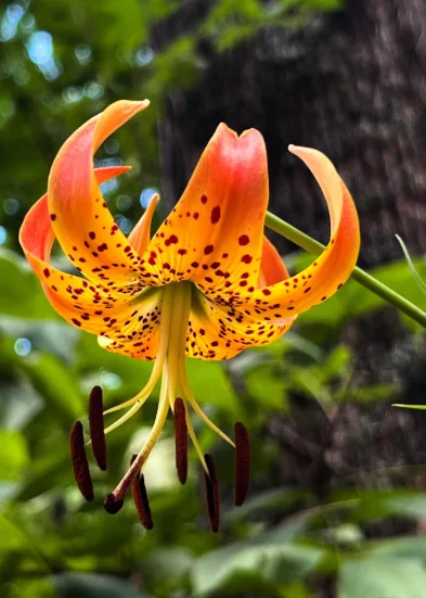 Turk's Cap Lily Roots - 5 Tiger Lily Bulbs - Vibrant Orange Flowering Garden Plants