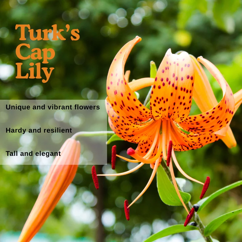 Turk's Cap Lily Roots - 5 Tiger Lily Bulbs - Vibrant Orange Flowering Garden Plants
