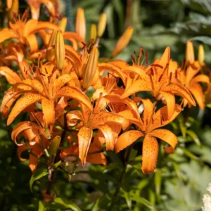 Turks Cap Lily Bulbs - Perennial Tiger Lilies - Garden Borders - Hardy Plants