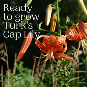 Turks Cap Lily Bulbs - Perennial Tiger Lilies - Garden Borders - Hardy Plants