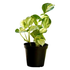 Pothos Plant Live 4'' Pot - Indoor Houseplant Trailing Vine