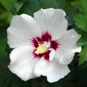 Rose of Sharon Plant Live Althea Hibiscus Bush 6-13" Tall Flowering Plant