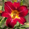 Daylily Bulbs Pack - Reblooming Perennial Flowers for Garden Borders