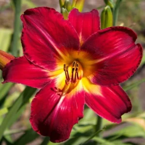 Daylily Bulbs Pack - Reblooming Perennial Flowers for Garden Borders