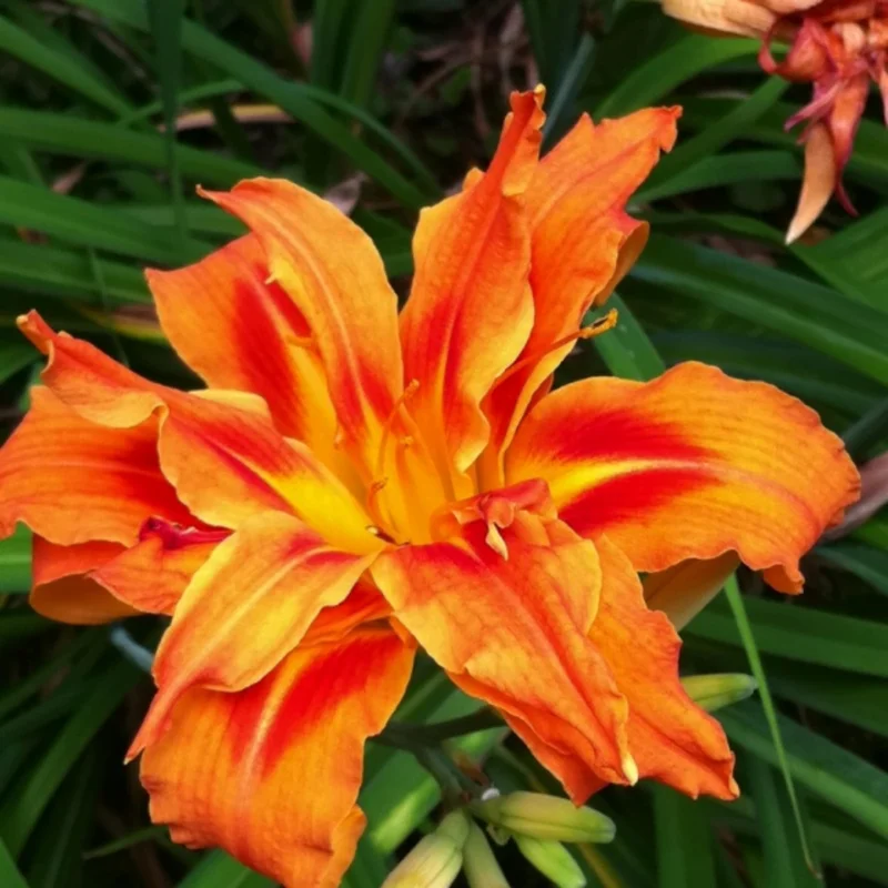 Daylily Bulbs Pack - Reblooming Perennial Flowers for Garden Borders
