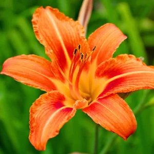 Daylily Bulbs Pack - Reblooming Perennial Flowers for Garden Borders