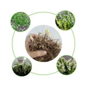 Fragrant Lily of the Valley Bulbs - 10 Pack - Spring Flowers for Shade Gardens