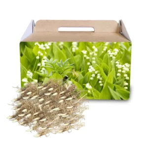 Fragrant Lily of the Valley Bulbs - 10 Pack - Spring Flowers for Shade Gardens