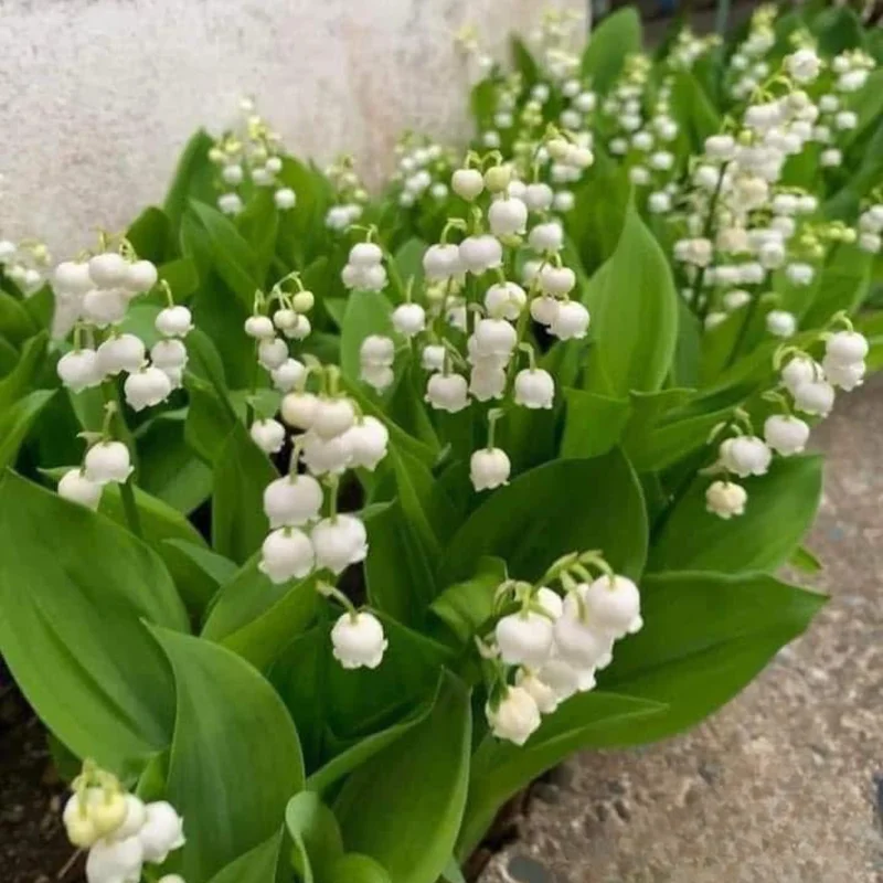 Fragrant Lily of the Valley Bulbs - 10 White Flower Bulbs for Spring Planting