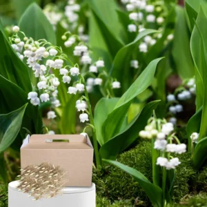 Fragrant Lily of the Valley Bulbs - 10 White Flower Bulbs for Spring Planting
