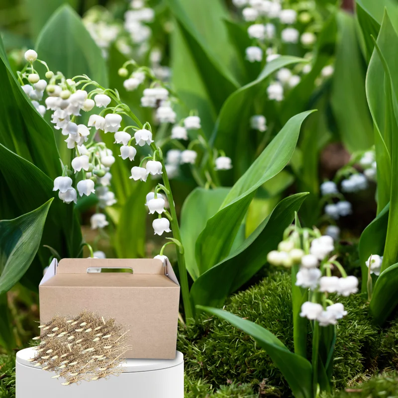 Fragrant Lily of the Valley Bulbs - 10 White Flower Bulbs for Spring Planting