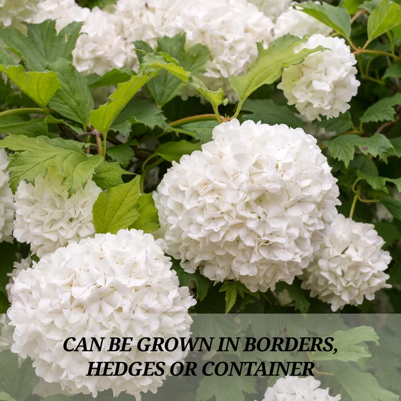 Old Snowball Viburnum Plant Live 4" Pot - White Blooming Shrub - Ready to Grow