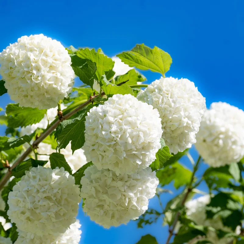 Old Snowball Viburnum Plant Live 4" Pot - White Blooming Shrub - Ready to Grow