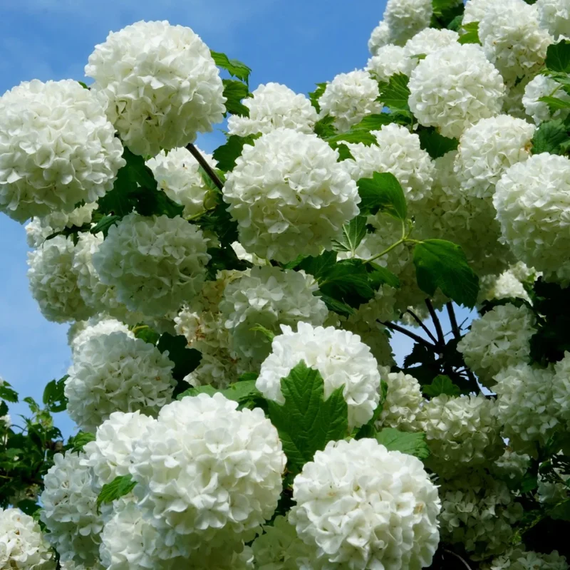 Old Snowball Viburnum Plant Live 4" Pot - White Blooming Shrub - Ready to Grow