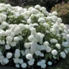 Old Snowball Viburnum Plant Live 4" Pot - White Blooming Shrub - Ready to Grow