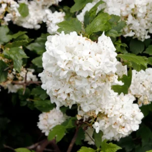 White Blooming Shrub Live Plant 4 Inch Pot Outdoor