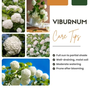 White Blooming Shrub Live Plant 4 Inch Pot Outdoor