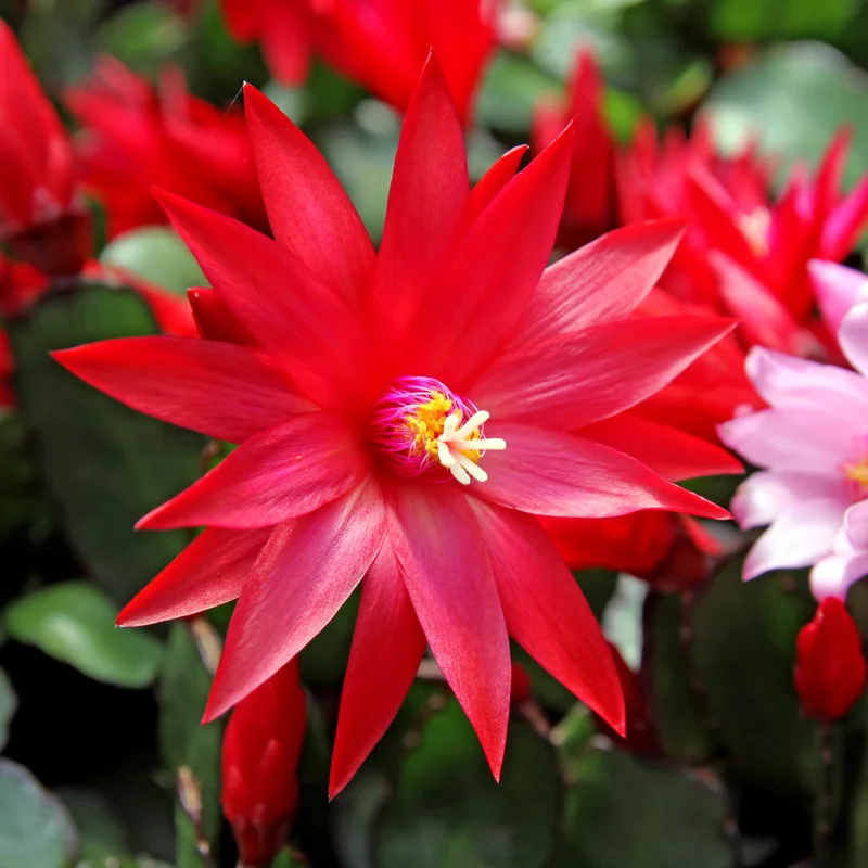 Easter Cactus Plant Live 4-7 Inches - Spring Blooms Indoor Planting