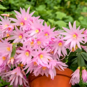 Easter Cactus Plant Live 4-7 Inches - Spring Blooms Indoor Planting