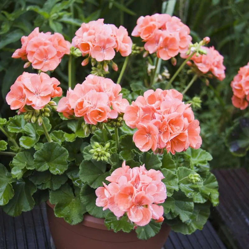 Geranium Plants Live - Hardy Perennial Flowers - Vibrant Blooms - Indoor/Outdoor